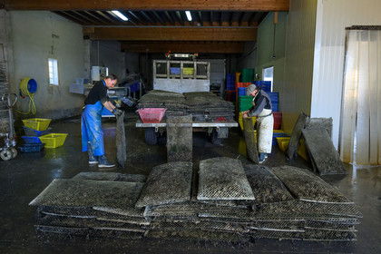 Les huîtres de Saint-Vaast-la-Hougue (Cotentin)