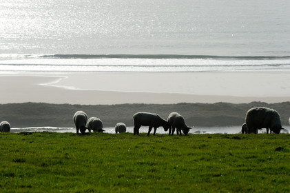 Le village de Vauville fait partie des sites classés de la Hague, Cap Cotentin. Les Pierres Pouquelées, galerie néolithique, sont un témoignage de l'Antiquité.La mare de Vauville est une réserve naturelle. Créée en 1976 c'est l'une des 135 réserves naturelles de France. Géré par le Groupe Ornithologique Normand depuis 1983, c'est un marais d'eau douce protégé de la mer par un étroit cordon dunaire. La mare de Vauville fait 62 ha, il y a plus de 150 espèces d'oiseaux ainsi que de 350 plantes et 16 espèces de batraciens.Un édifice autrefois religieux domine le village. C'est le prieuré de Vauville construit dans les landes, sur le haut d'une colline.Créé par Eric et Nicole Pellerin en 1947, l'exceptionnel jardin botanique du château de Vauville occupe plus de 40 000 m2. Abritant plus de 1000 espèces de l'hémisphère austral, le jardin entoure le château de Vauville dans une ambiance subtropicale tout à fait surprenante.