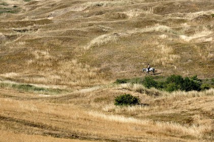 Les dunes de Biville couvrent plus de 700 hectares du littoral de la Hague (Manche), entre le cap de Flamanville et les falaises d’Herqueville. Elles constituent un massif naturel exceptionnel, tant par la qualité de ses paysages que sa richesse botanique.