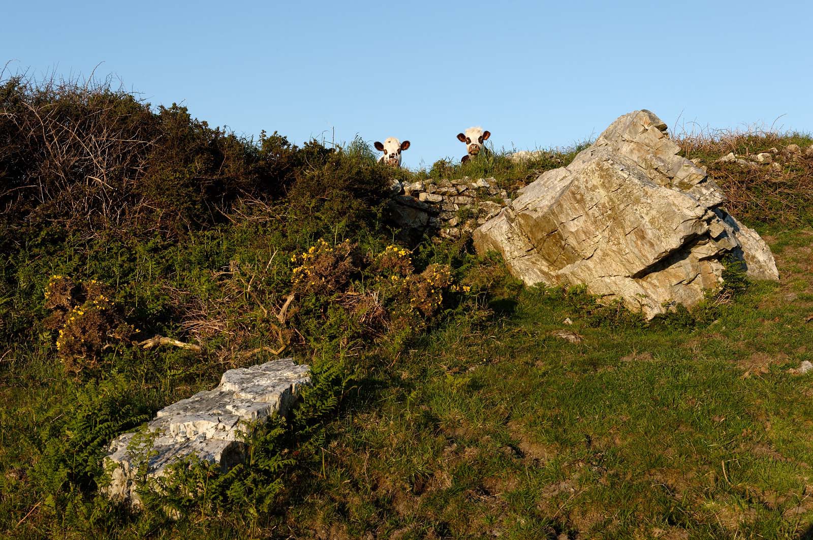 Le village de Vauville fait partie des sites classés de la Hague, Cap Cotentin. Les Pierres Pouquelées, galerie néolithique, sont un témoignage de l'Antiquité.La mare de Vauville est une réserve naturelle. Créée en 1976 c'est l'une des 135 réserves naturelles de France. Géré par le Groupe Ornithologique Normand depuis 1983, c'est un marais d'eau douce protégé de la mer par un étroit cordon dunaire. La mare de Vauville fait 62 ha, il y a plus de 150 espèces d'oiseaux ainsi que de 350 plantes et 16 espèces de batraciens.Un édifice autrefois religieux domine le village. C'est le prieuré de Vauville construit dans les landes, sur le haut d'une colline.Créé par Eric et Nicole Pellerin en 1947, l'exceptionnel jardin botanique du château de Vauville occupe plus de 40 000 m2. Abritant plus de 1000 espèces de l'hémisphère austral, le jardin entoure le château de Vauville dans une ambiance subtropicale tout à fait surprenante.