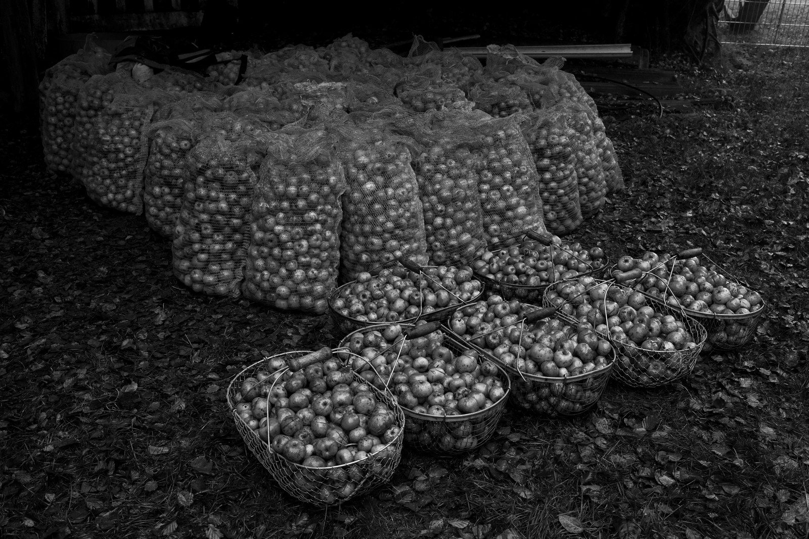 Les vergers du Clos Moulin