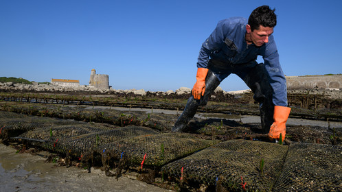 Les huîtres de Saint-Vaast-la-Hougue (Cotentin)