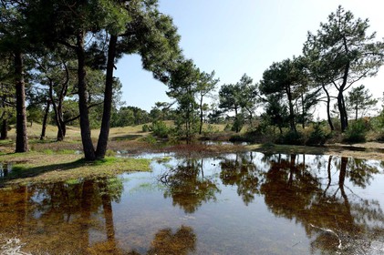 Les dunes de Biville couvrent plus de 700 hectares du littoral de la Hague (Manche), entre le cap de Flamanville et les falaises d’Herqueville. Elles constituent un massif naturel exceptionnel, tant par la qualité de ses paysages que sa richesse botanique.