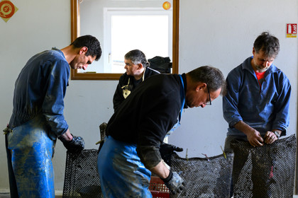 Les huîtres de Saint-Vaast-la-Hougue (Cotentin)