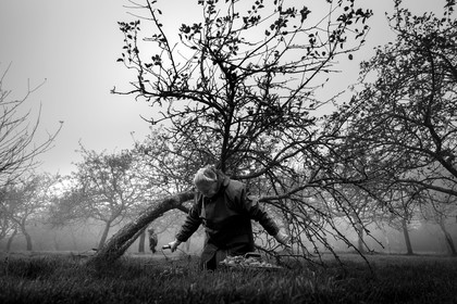 Les vergers du Clos Moulin