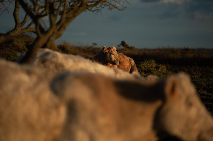 La Presqu'île du Cotentin