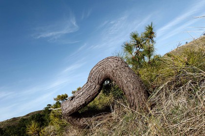 Les dunes de Biville couvrent plus de 700 hectares du littoral de la Hague (Manche), entre le cap de Flamanville et les falaises d’Herqueville. Elles constituent un massif naturel exceptionnel, tant par la qualité de ses paysages que sa richesse botanique.