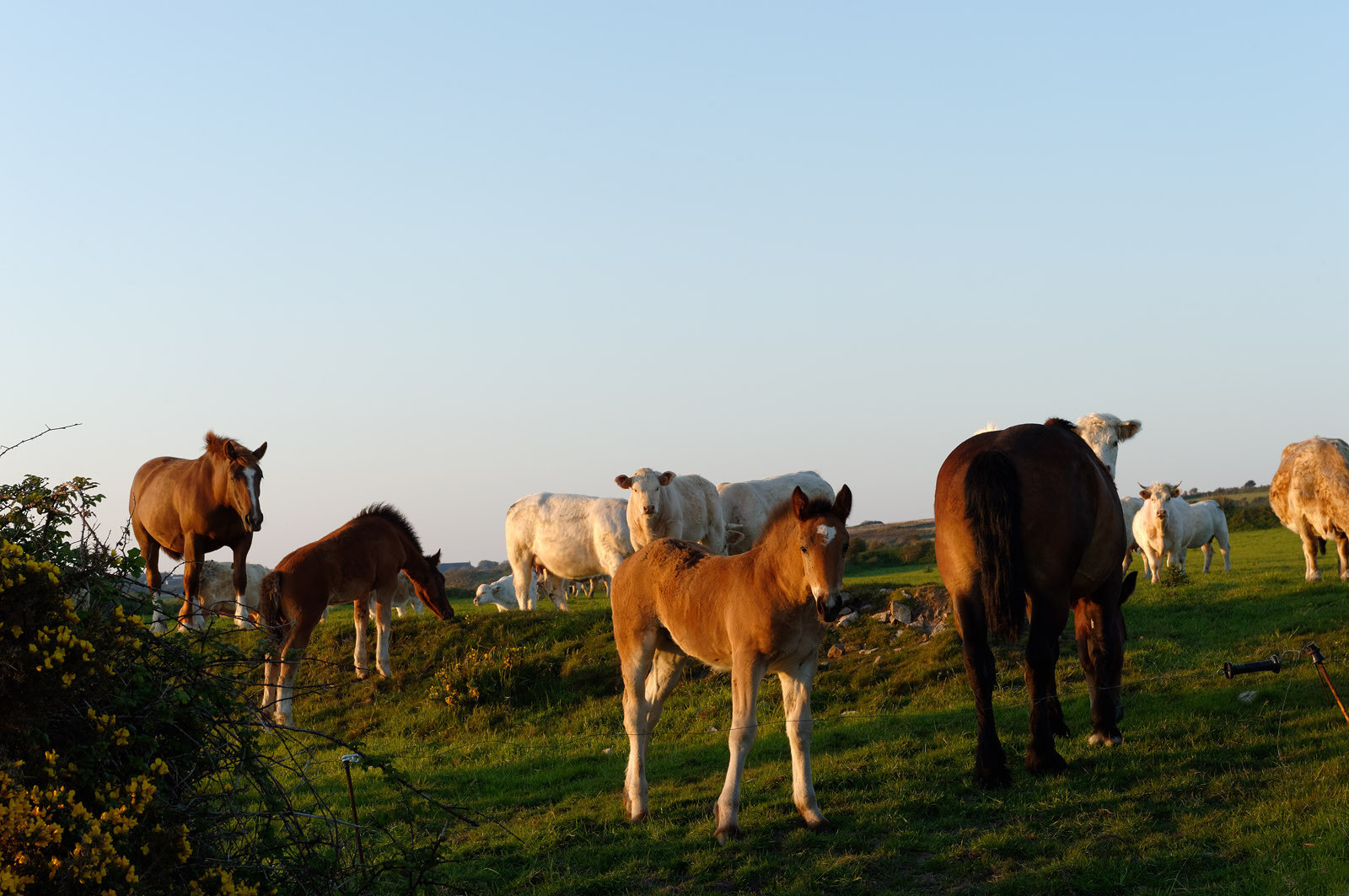 Le village de Vauville fait partie des sites classés de la Hague, Cap Cotentin. Les Pierres Pouquelées, galerie néolithique, sont un témoignage de l'Antiquité.La mare de Vauville est une réserve naturelle. Créée en 1976 c'est l'une des 135 réserves naturelles de France. Géré par le Groupe Ornithologique Normand depuis 1983, c'est un marais d'eau douce protégé de la mer par un étroit cordon dunaire. La mare de Vauville fait 62 ha, il y a plus de 150 espèces d'oiseaux ainsi que de 350 plantes et 16 espèces de batraciens.Un édifice autrefois religieux domine le village. C'est le prieuré de Vauville construit dans les landes, sur le haut d'une colline.Créé par Eric et Nicole Pellerin en 1947, l'exceptionnel jardin botanique du château de Vauville occupe plus de 40 000 m2. Abritant plus de 1000 espèces de l'hémisphère austral, le jardin entoure le château de Vauville dans une ambiance subtropicale tout à fait surprenante.