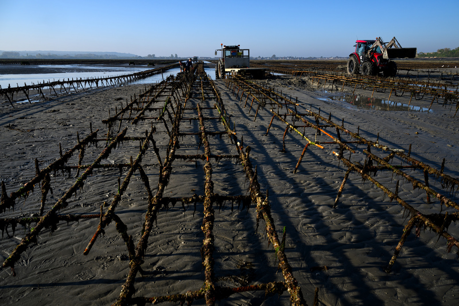Les huîtres de Saint-Vaast-la-Hougue (Cotentin)