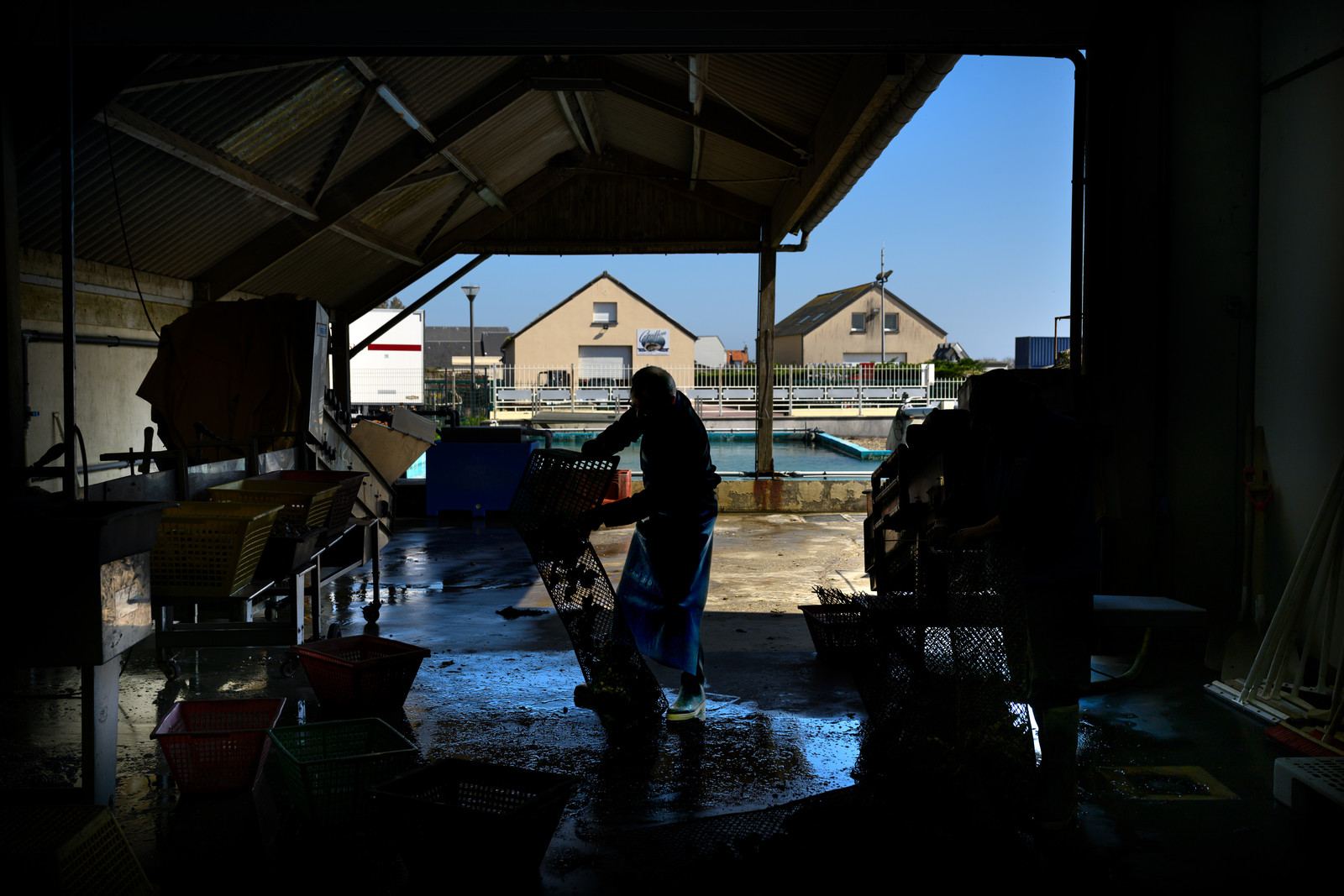 Les huîtres de Saint-Vaast-la-Hougue (Cotentin)