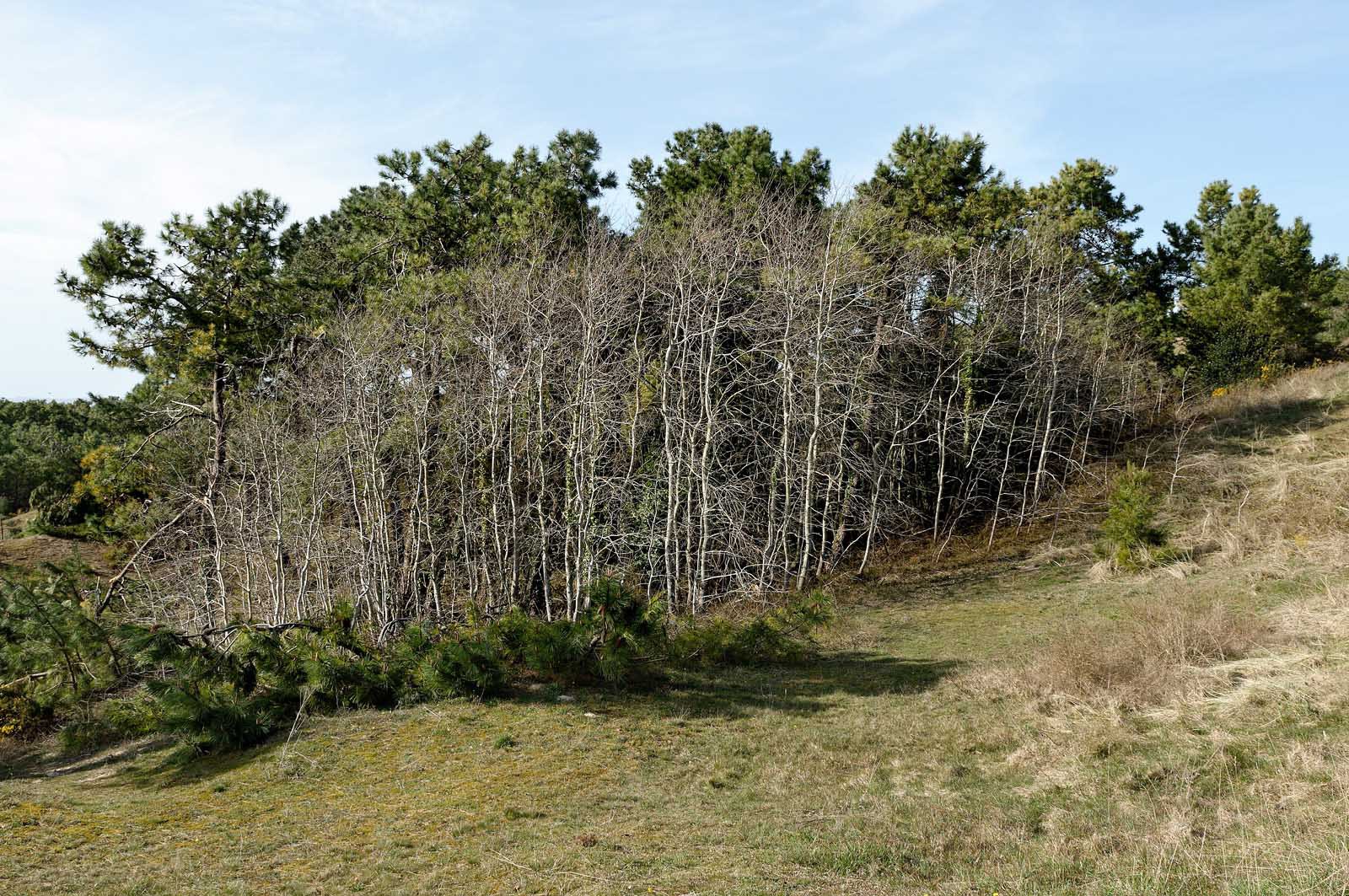 Les dunes de Biville couvrent plus de 700 hectares du littoral de la Hague (Manche), entre le cap de Flamanville et les falaises d’Herqueville. Elles constituent un massif naturel exceptionnel, tant par la qualité de ses paysages que sa richesse botanique.