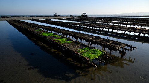 Les huîtres de Saint-Vaast-la-Hougue (Cotentin)