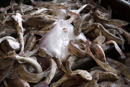 Ce reportage a été réalisé en janvier 2014 à bord du chalutier Marie-Catherine, appartenant à la SARL Armement Cherbourgeois créé en 1999 par Sophie et David LEROY. Cette marée de 7 jours fût assez mouvementée d'une part par la météo très capricieuse, mais également par la difficulté de réaliser les prises de vues. Une sélection de 20 photographies a été présentée lors de la 4ème édition du Festival photo L'Homme et la Mer au Guilvinec (Bretagne) en 2014, ainsi qu'au Musée de Tatihou 'Avis de grand frais (Manche) http:  www.armement-cherbourgeois.fr 