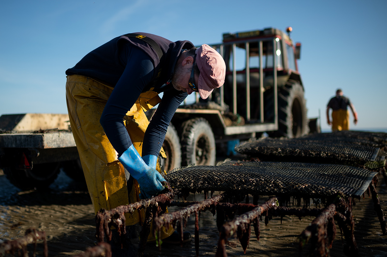 Les parcs à huîtres de Saint-Vaast-la-Hougue (Cotentin)
