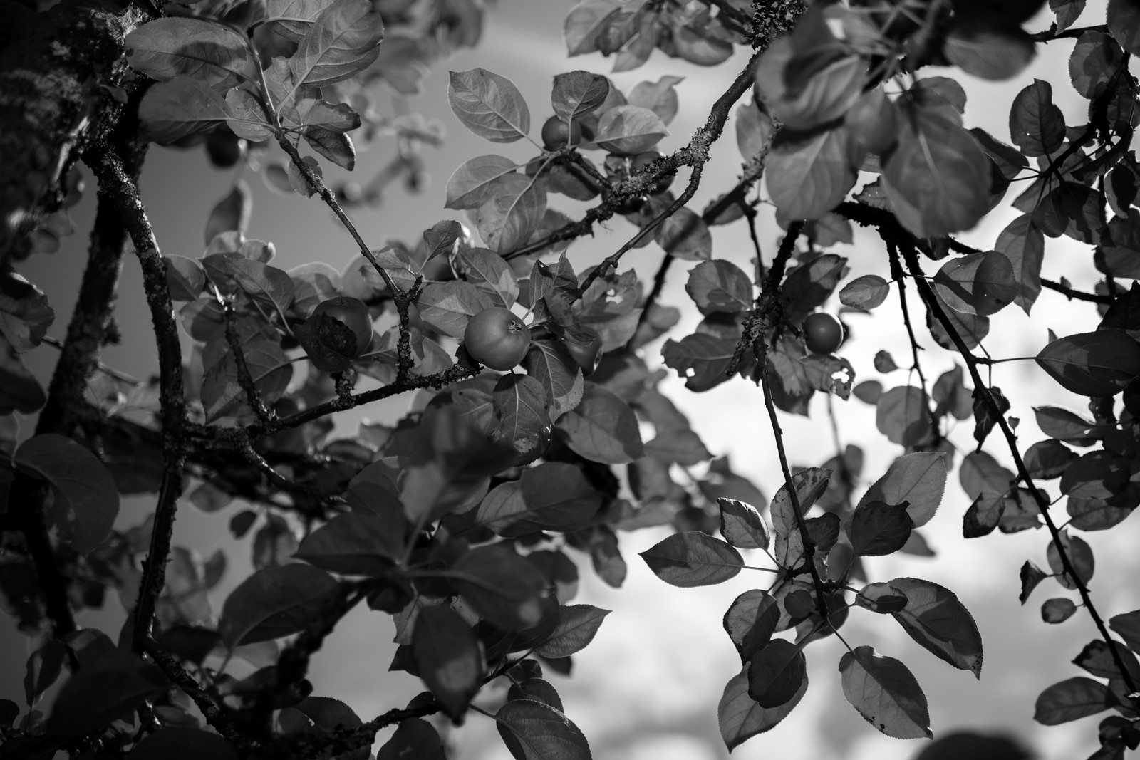 Les vergers du Clos Moulin