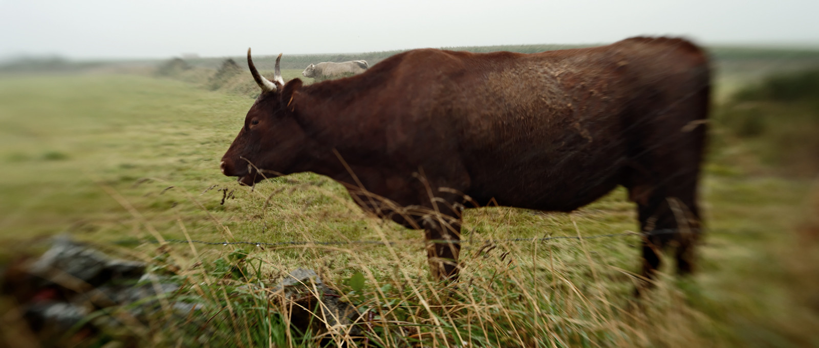 Une journée pluvieuse dans la Hague