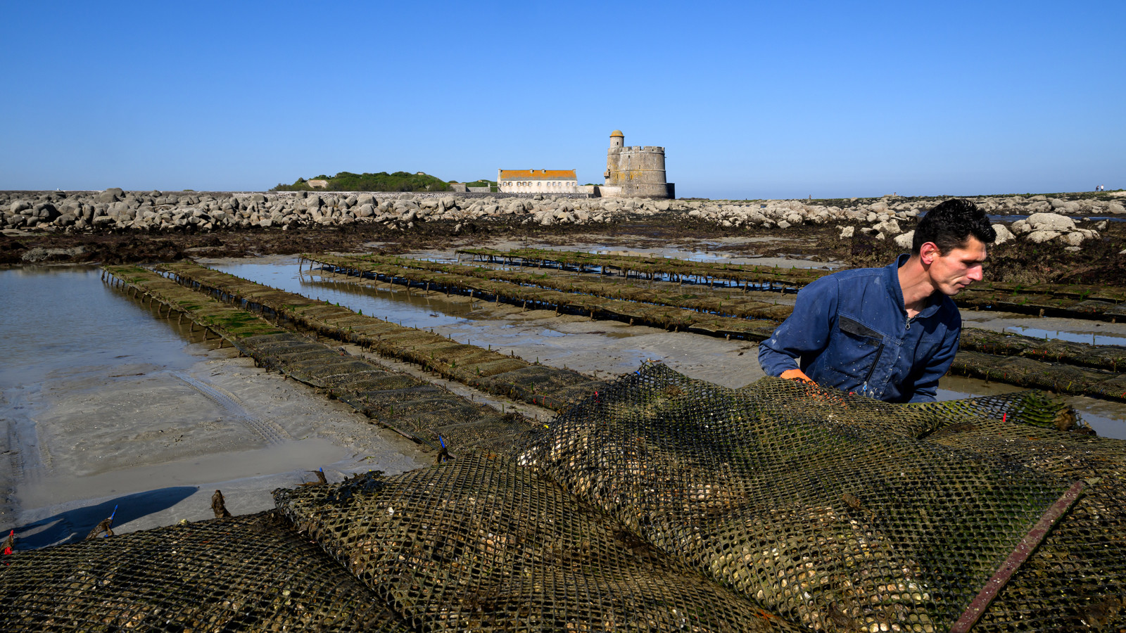 Les huîtres de Saint-Vaast-la-Hougue (Cotentin)