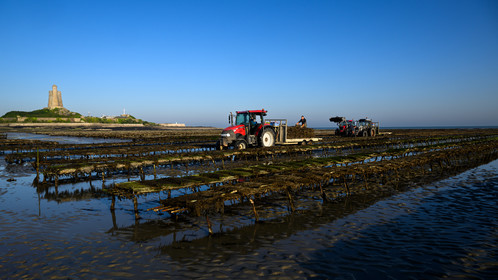 Les huîtres de Saint-Vaast-la-Hougue (Cotentin)