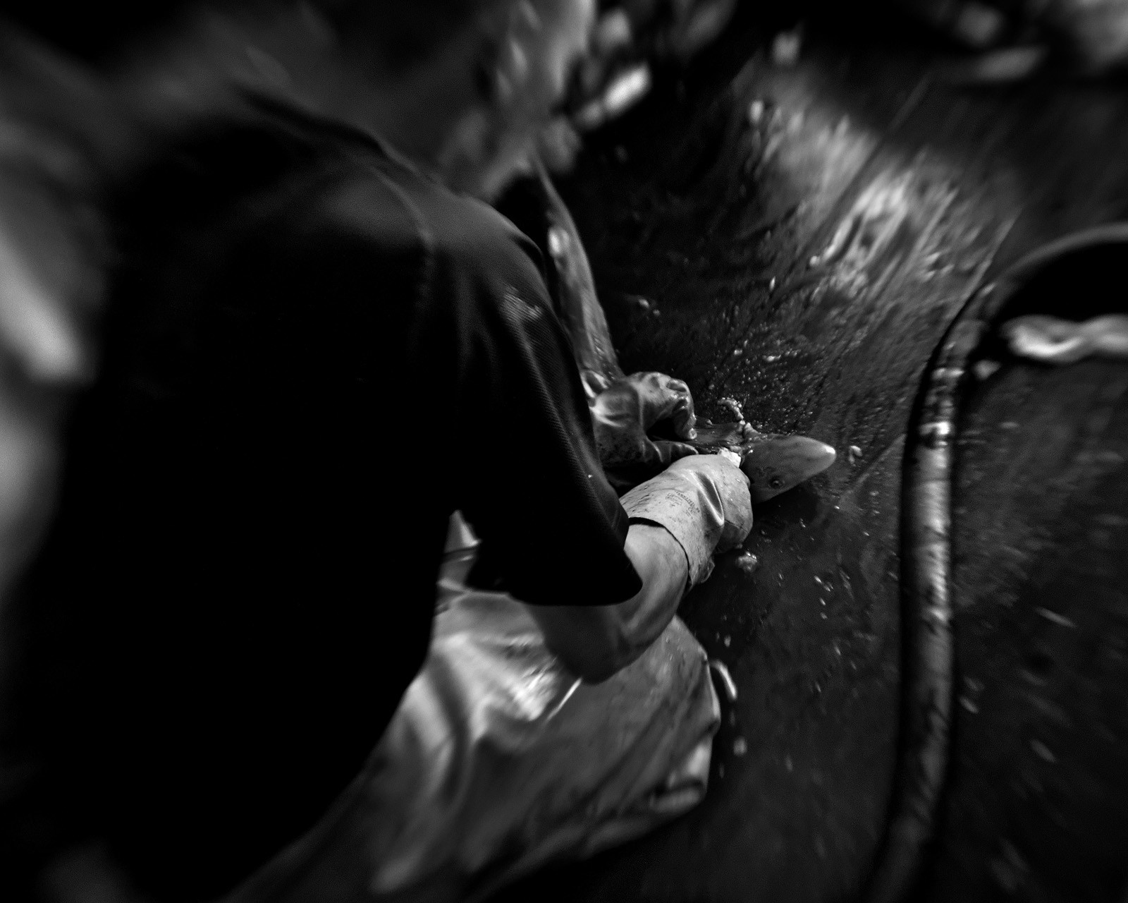 Marin pêcheur.. Deux mots qui suscitent tant de sentiments divers chez les gens de terre... Respect, admiration pour cette liberté, ce courage, mais aussi souvent peur et angoisse. Sont-ils fous ou désepérés pour risquer ainsi leurs vies quotidiennement ? Non, justes passionnés par leur métier, la mer est leur grande histoire d'amour.Le salaire de la peur des forcats de la mer, le journaliste avait raison.Ces photographies réalisées au cours de plusieurs marées à bord du Yannick, chalutier cherbourgeois, vous décrivent l'histoire d'un navire, d'un équipage, d'une famille. Vous embarquez à leurs côtés et découvrez leurs conditions de travail, la tempête, la fatigue, et, au détour d'une image, un sourire.Sophie LeroyDirectice de l'Armement Cherbourgeois