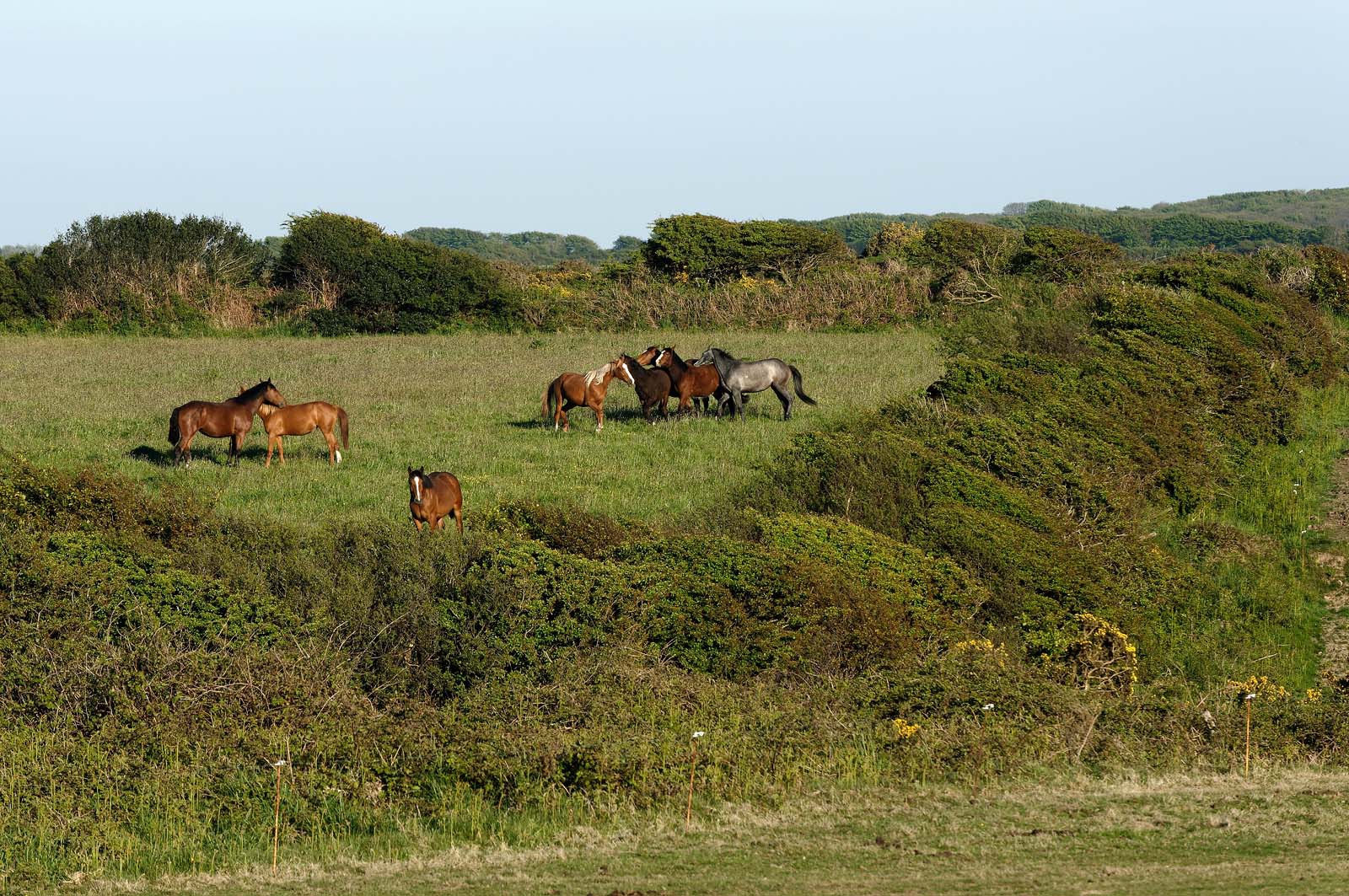 Le village de Vauville fait partie des sites classés de la Hague, Cap Cotentin. Les Pierres Pouquelées, galerie néolithique, sont un témoignage de l'Antiquité.La mare de Vauville est une réserve naturelle. Créée en 1976 c'est l'une des 135 réserves naturelles de France. Géré par le Groupe Ornithologique Normand depuis 1983, c'est un marais d'eau douce protégé de la mer par un étroit cordon dunaire. La mare de Vauville fait 62 ha, il y a plus de 150 espèces d'oiseaux ainsi que de 350 plantes et 16 espèces de batraciens.Un édifice autrefois religieux domine le village. C'est le prieuré de Vauville construit dans les landes, sur le haut d'une colline.Créé par Eric et Nicole Pellerin en 1947, l'exceptionnel jardin botanique du château de Vauville occupe plus de 40 000 m2. Abritant plus de 1000 espèces de l'hémisphère austral, le jardin entoure le château de Vauville dans une ambiance subtropicale tout à fait surprenante.