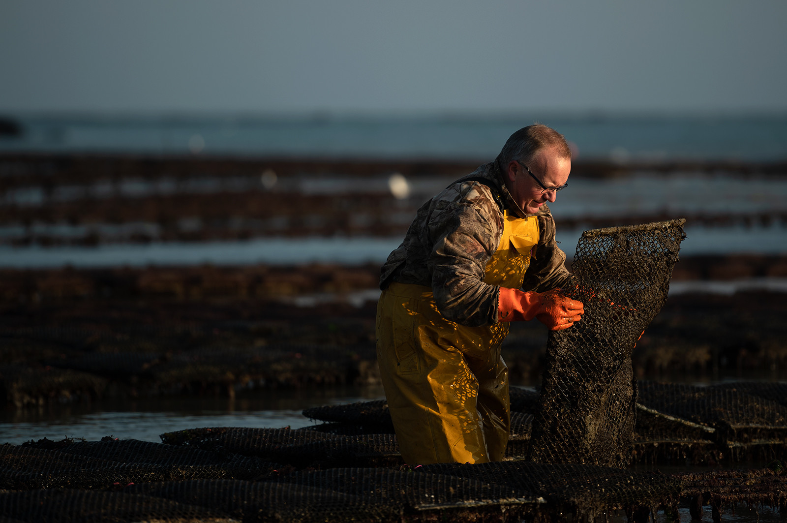 Les parcs à huîtres de Saint-Vaast-la-Hougue (Cotentin)