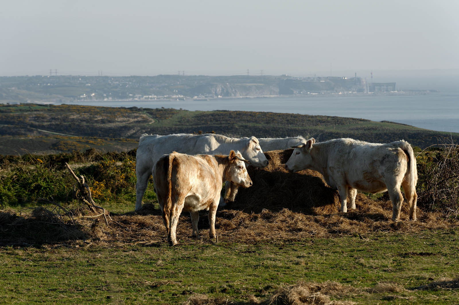 Le village de Vauville fait partie des sites classés de la Hague, Cap Cotentin. Les Pierres Pouquelées, galerie néolithique, sont un témoignage de l'Antiquité.La mare de Vauville est une réserve naturelle. Créée en 1976 c'est l'une des 135 réserves naturelles de France. Géré par le Groupe Ornithologique Normand depuis 1983, c'est un marais d'eau douce protégé de la mer par un étroit cordon dunaire. La mare de Vauville fait 62 ha, il y a plus de 150 espèces d'oiseaux ainsi que de 350 plantes et 16 espèces de batraciens.Un édifice autrefois religieux domine le village. C'est le prieuré de Vauville construit dans les landes, sur le haut d'une colline.Créé par Eric et Nicole Pellerin en 1947, l'exceptionnel jardin botanique du château de Vauville occupe plus de 40 000 m2. Abritant plus de 1000 espèces de l'hémisphère austral, le jardin entoure le château de Vauville dans une ambiance subtropicale tout à fait surprenante.