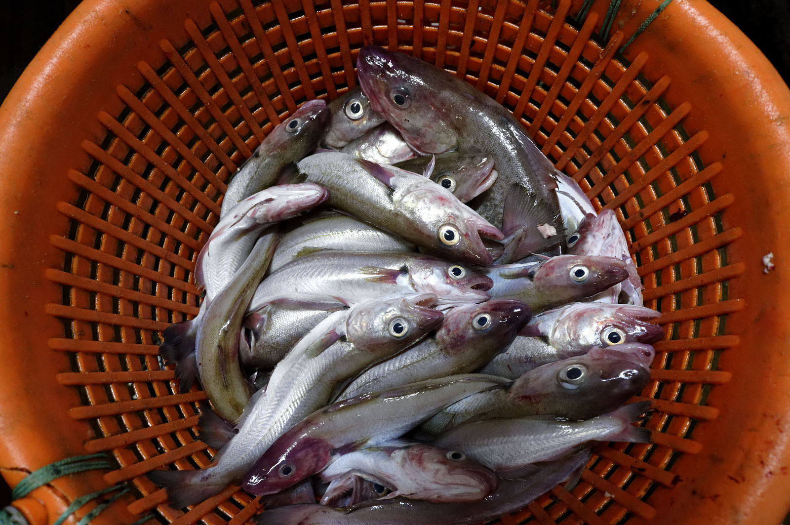 Ce reportage a été réalisé en janvier 2014 à bord du chalutier Marie-Catherine, appartenant à la SARL Armement Cherbourgeois créé en 1999 par Sophie et David LEROY. Cette marée de 7 jours fût assez mouvementée d'une part par la météo très capricieuse, mais également par la difficulté de réaliser les prises de vues. Une sélection de 20 photographies a été présentée lors de la 4ème édition du Festival photo L'Homme et la Mer au Guilvinec (Bretagne) en 2014, ainsi qu'au Musée de Tatihou 'Avis de grand frais (Manche) http:  www.armement-cherbourgeois.fr 