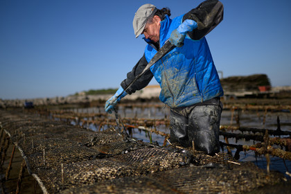 Les huîtres de Saint-Vaast-la-Hougue (Cotentin)