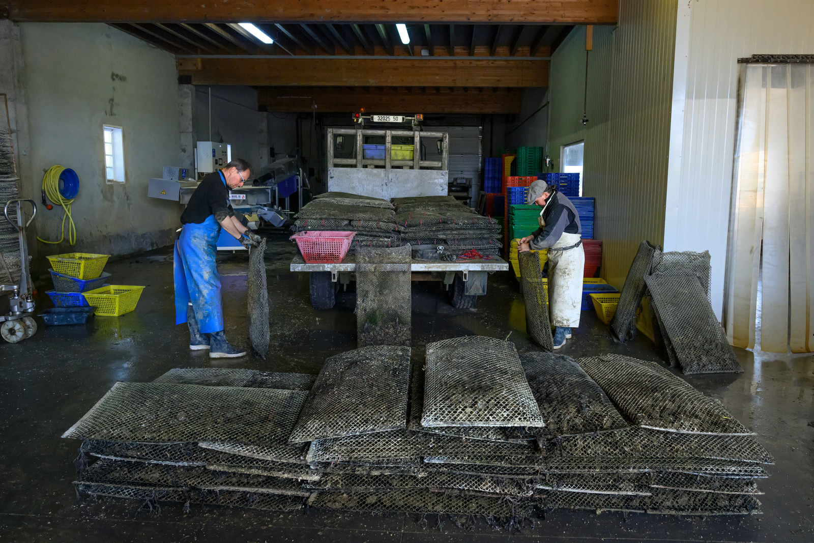 Les huîtres de Saint-Vaast-la-Hougue (Cotentin)
