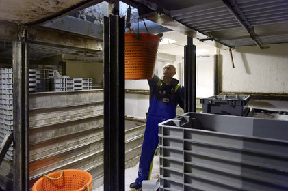 Ce reportage a été réalisé en janvier 2014 à bord du chalutier Marie-Catherine, appartenant à la SARL Armement Cherbourgeois créé en 1999 par Sophie et David LEROY. Cette marée de 7 jours fût assez mouvementée d'une part par la météo très capricieuse, mais également par la difficulté de réaliser les prises de vues. Une sélection de 20 photographies a été présentée lors de la 4ème édition du Festival photo L'Homme et la Mer au Guilvinec (Bretagne) en 2014, ainsi qu'au Musée de Tatihou 'Avis de grand frais (Manche) http:  www.armement-cherbourgeois.fr 