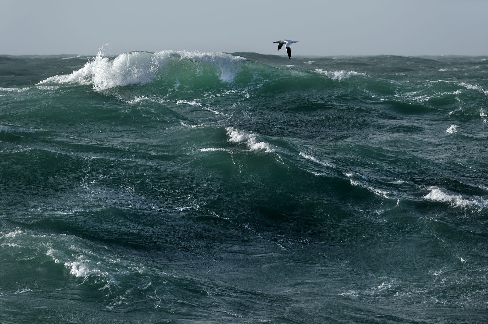 Ce reportage a été réalisé en janvier 2014 à bord du chalutier Marie-Catherine, appartenant à la SARL Armement Cherbourgeois créé en 1999 par Sophie et David LEROY. Cette marée de 7 jours fût assez mouvementée d'une part par la météo très capricieuse, mais également par la difficulté de réaliser les prises de vues. Une sélection de 20 photographies a été présentée lors de la 4ème édition du Festival photo L'Homme et la Mer au Guilvinec (Bretagne) en 2014, ainsi qu'au Musée de Tatihou 'Avis de grand frais (Manche) http:  www.armement-cherbourgeois.fr 